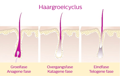 haargroeicyclus